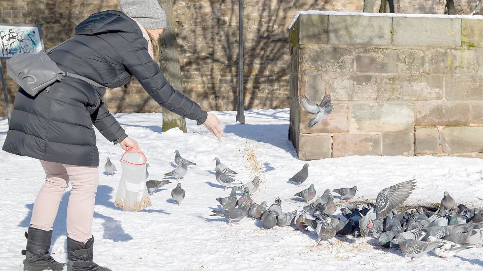 Für manche Menschen ist das Füttern von Tauben ein schöner Zeitvertreib. In Aurich könnte das bald problematisch werden. Foto: Karmann/dpa