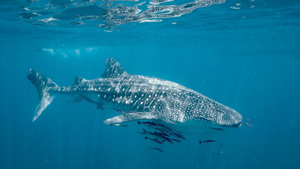 Ein Walhai in Thailand. Foto: Imago Images/Cavan Images
