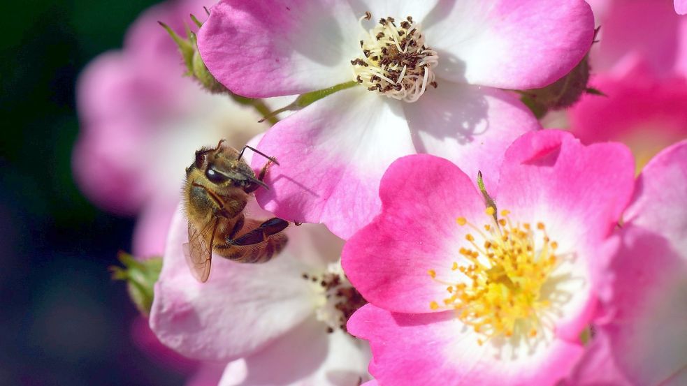 Auf ungefüllte Rosenblüten fliegen Bienen. Foto: Pixabay