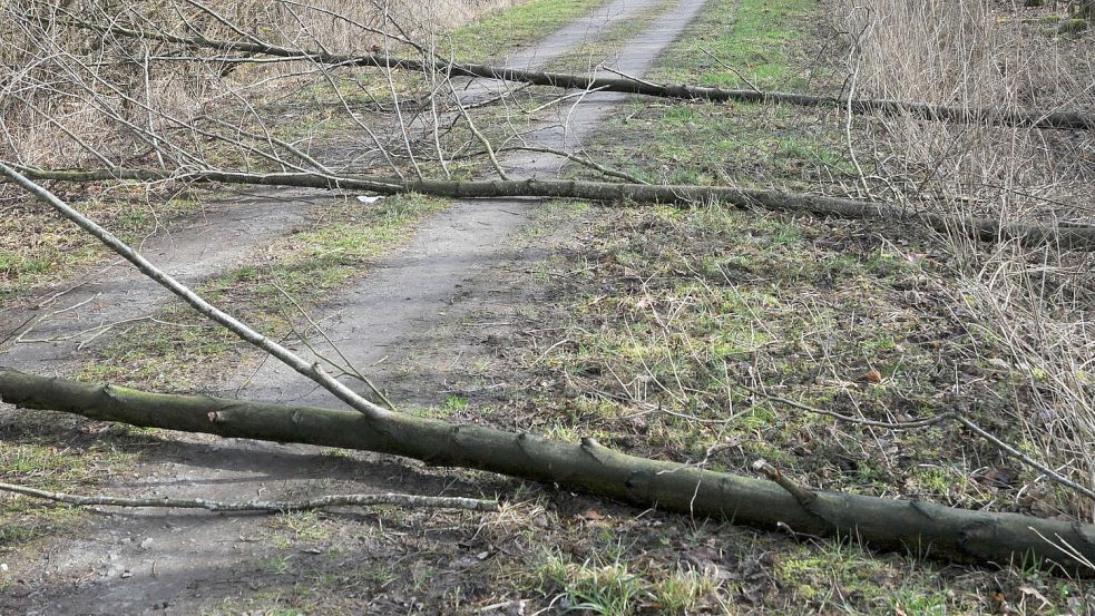 Frisch von dem unbekannten Täter gefällte Bäume versperrten auch am Sonntag teilweise die Wege im Stadtwald. Foto: Privat