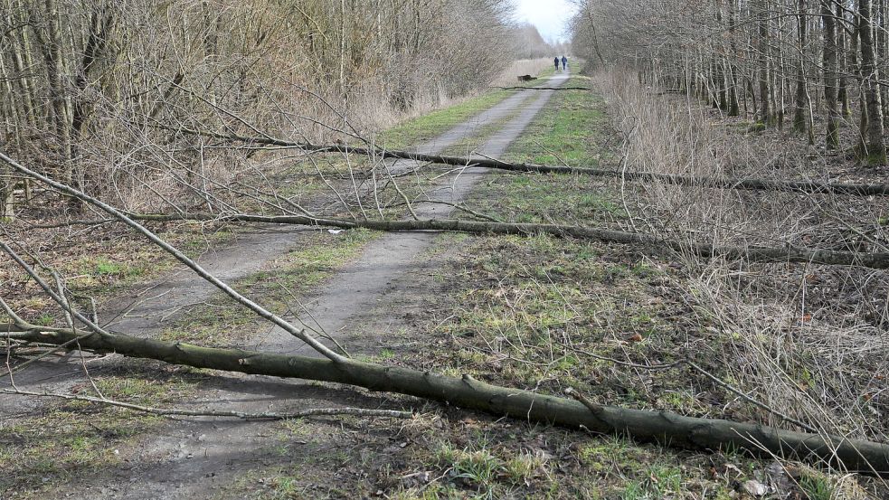Die Täter haben entlang der Wege im Stadtwald etliche Bäume mit einer Axt oder einem Beil geschlagen. Foto: Privat