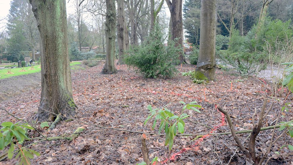 Auf dem Stadtfriedhof Tholenswehr wurde 2021 ein "Linden-Begräbnishain" eingerichtet, der laut Stadt sehr gut angenommen wird. Foto: Hanssen/Archiv