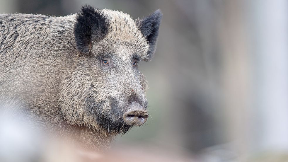 Ein Wildschwein büxte in Karenz aus. Foto: dpa