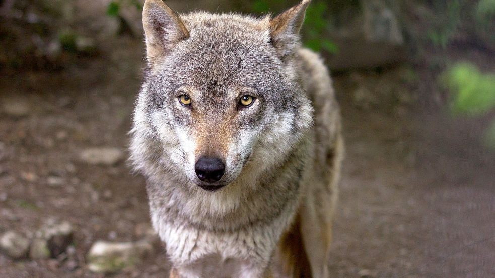 In Schweden hat zum Jahreswechsel die größte Wolfsjagd seit Wiedereinführung der Lizenzjagd im Jahr 2010 begonnen. 75 der geschätzt etwa 460 Tiere dürfen in diesem Jahr getötet werden. Symbolfoto: Pixabay