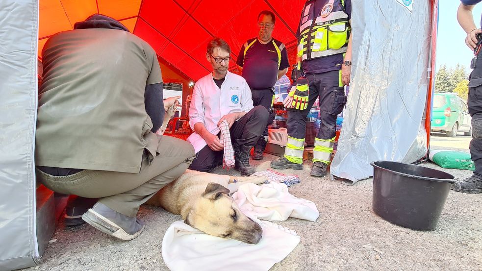Dr. Thomas Dirks (Mitte kniend) behandelt einen Hund im türkischen Erdbebengebiet. Foto: privat