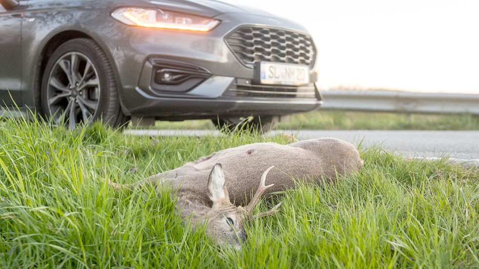 Wenn es zu einem Unfall mit einem Reh gekommen ist, sollten Autofahrer das Tier nicht anfassen - auch nicht, um die Straße freizumachen. Foto: dpa