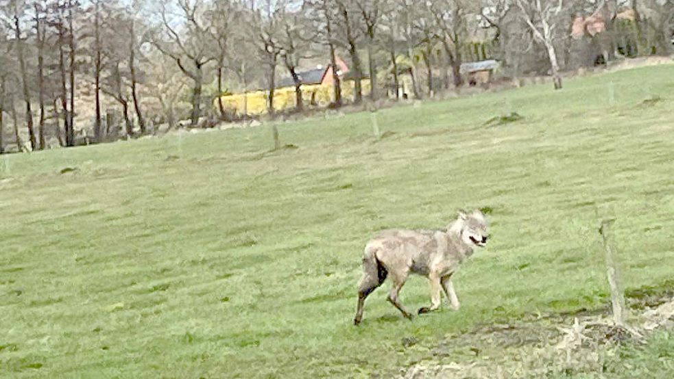 In Nortmoor wurde möglicherweise ein Wolf gesichtet. Fotos: Privat