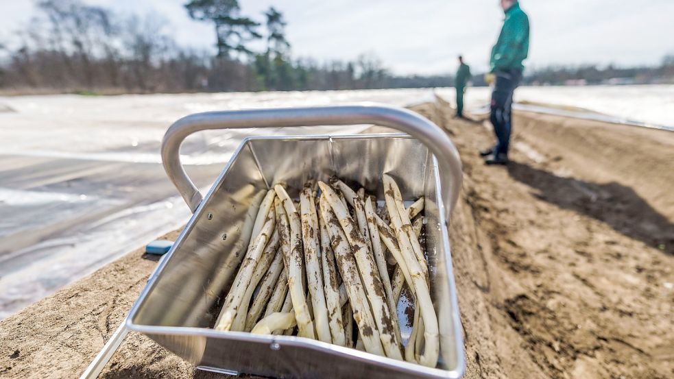 Frisch gestochener Spargel: Vor Ostern werden erste Mengen regionalen Spargels im Verkauf erwartet. Foto: Andreas Arnold/dpa