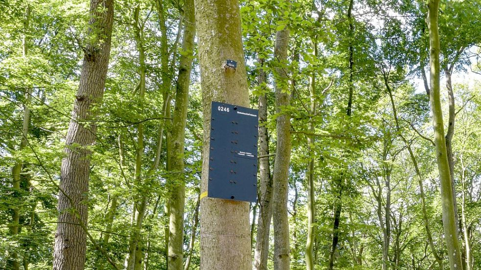 In Leer-Logabirum gibt es bereits einen Gedächtniswald. Dort werden biologisch abbaubare Urnen mit der Asche Verstorbener zu den Wurzeln von Bäumen begraben. Am Stamm ist ein Schild, auf dem die Namen der Verstorbenen zu lesen sind. Foto: Ortgies/Archiv