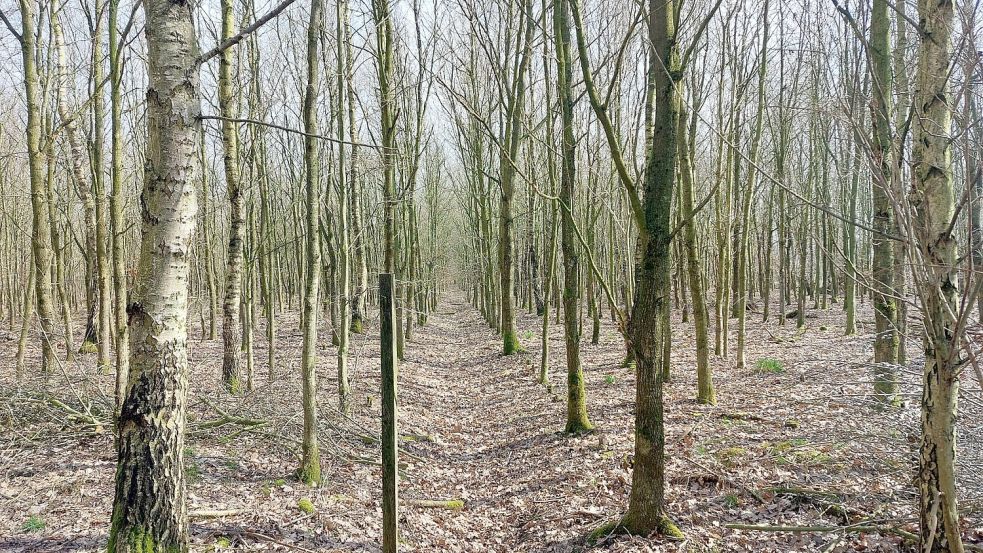 2001 wurden die ersten Bäume für den Stadtwald gepflanzt. Mittlerweile ist das Gelände etwa 72 Hektar groß. Foto: Hanssen