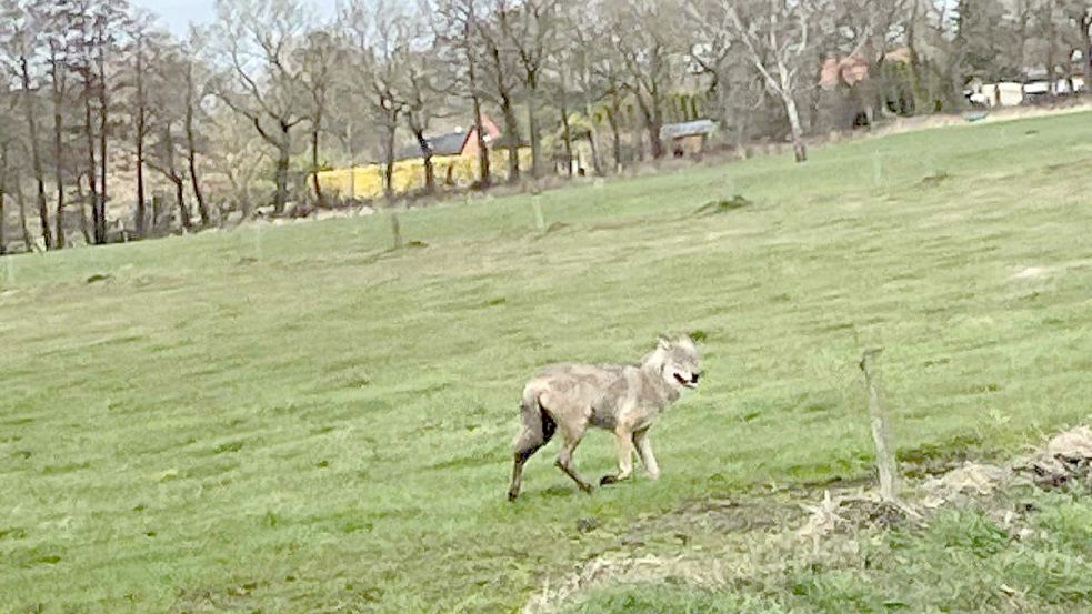 In Nortmoor wurde vergangene Woche möglicherweise ein Wolf gesichtet. Nun gab es einen Angriff in Uplengen. Foto: Privat