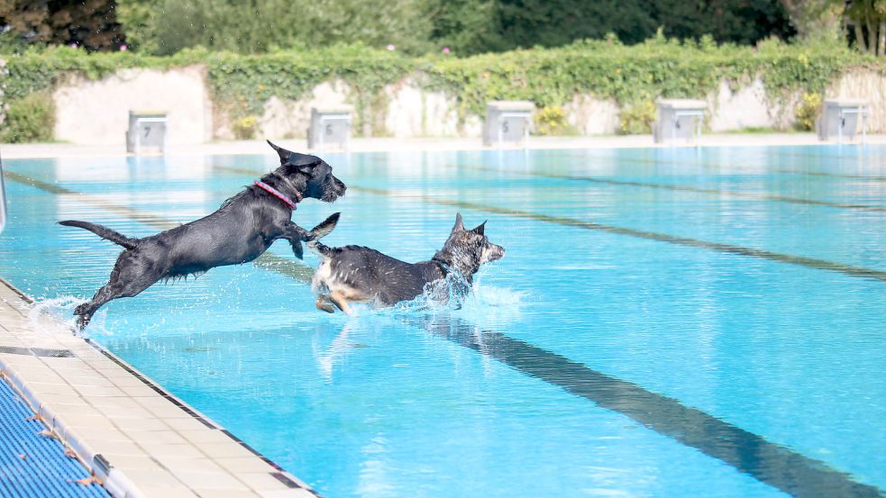 Hunde waren 2016 die letzten Badegäste im Freibad Borssum. Danach schloss die Anlage. Foto: Alberts/Archiv