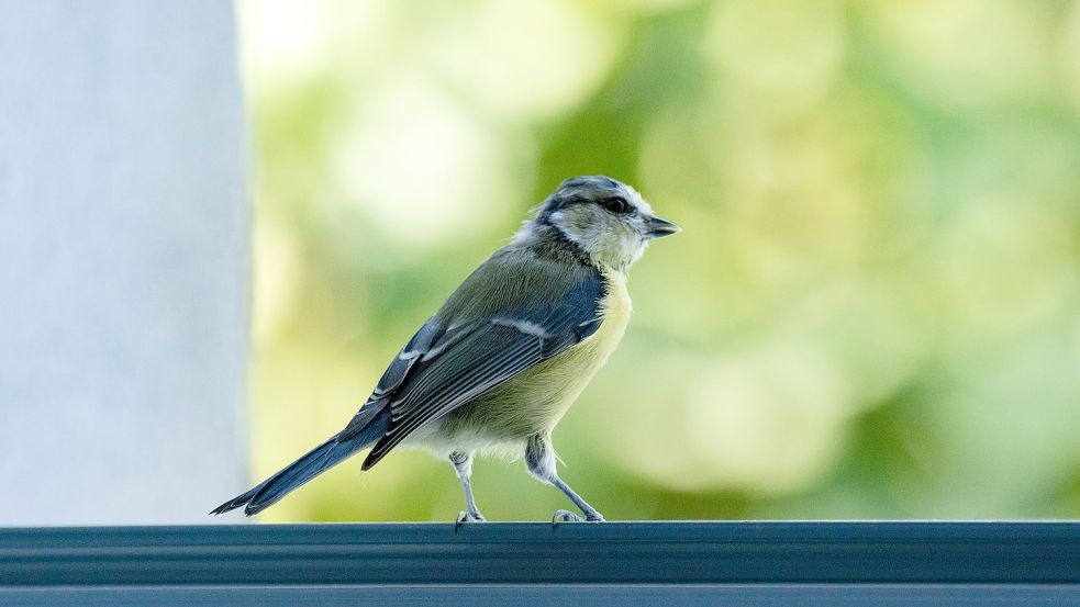 Eine Blaumeise sitzt an einem Fenster. Der Singvogel greift in der Brutzeit gerne mal Scheiben an. Symbolfotos: Pixabay