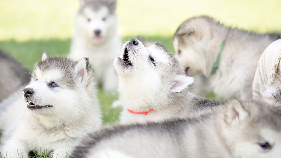 Welpen sind immer niedlich – manche Leute bestellen sie sich im Internet und lassen sich die Tiere liefern. Symbolfoto: dpa