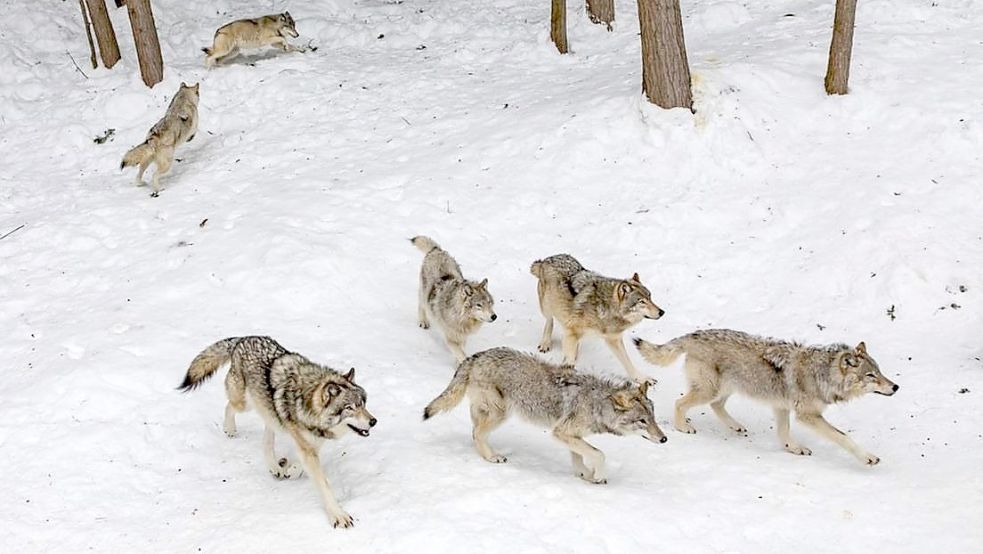 Wölfe jagen vornehmlich im Rudel. Foto: Umweltministerium