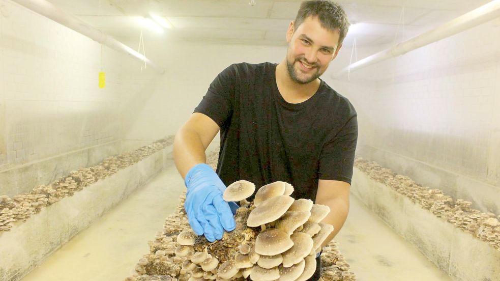 Mit Shiitake fing alles an. Eckard Janssen mit erntereifen Exemplaren. Foto: Oltmanns/Archiv