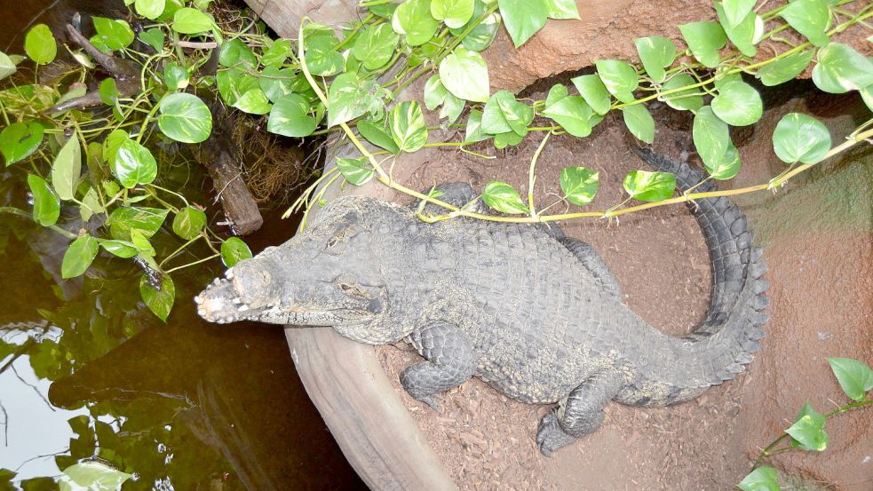 Die exotischen Bewohner des Seelter Reptilienhuus' benötigen viel Wärme, um artgerecht leben zu können. Archivfoto: Fertig