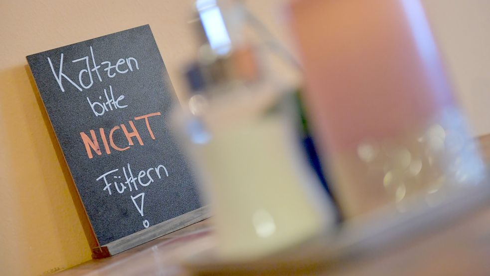 Die wichtigsten Regeln im Café Cat in Jever sollte man vor dem Besuch kennen. Zur Erinnerung gibt es auch im Inneren Hinweise für die Gäste, was sie unbedingt vermeiden sollten. Foto: Ortgies