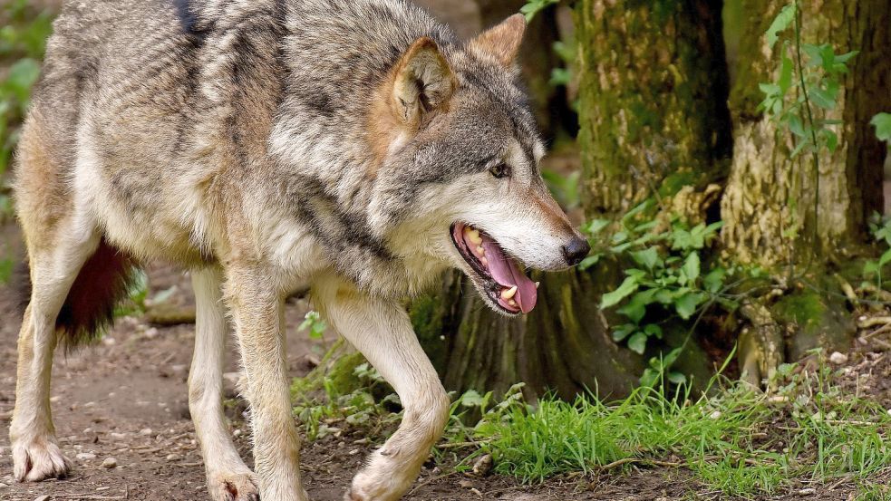 Ein Wolf griff in Uplengen vor knapp zwei Wochen eine Schafherde an. Symbolfoto: Pixabay