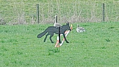 Die beiden Gänse im Hintergrund haben sich von der Attrappe nicht abschrecken lassen. Foto: Wolters