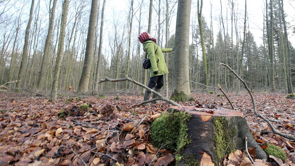 Im Egelser Wald will die Sparkasse Aurich-Norden 3000 Buchen-Sprösslinge pflanzen. Auf dass sie einmal so viel CO2 binden wie dieser große Bruder. Foto: Böning