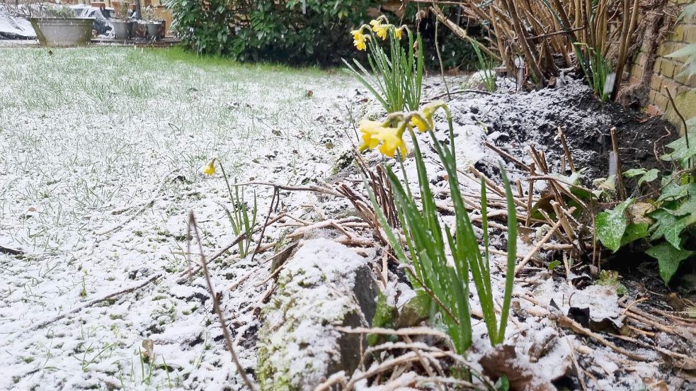 Am Freitagmorgen bedeckte etwas Schnee die Gärten in der Stadt Leer. Foto: Bothe
