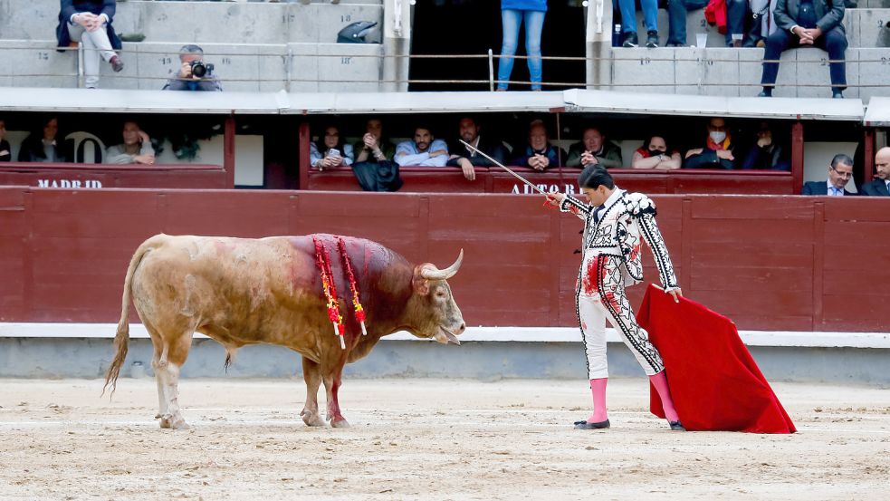 Für viele in Spanien sind Stierkämpfe mehr Tierquälerei als Tradition. Die Stierzucht sieht ihre Zunft hingegen als Beitrag zum Naturschutz. Foto: dpa/EUROPA PRESS/Jose Velasco