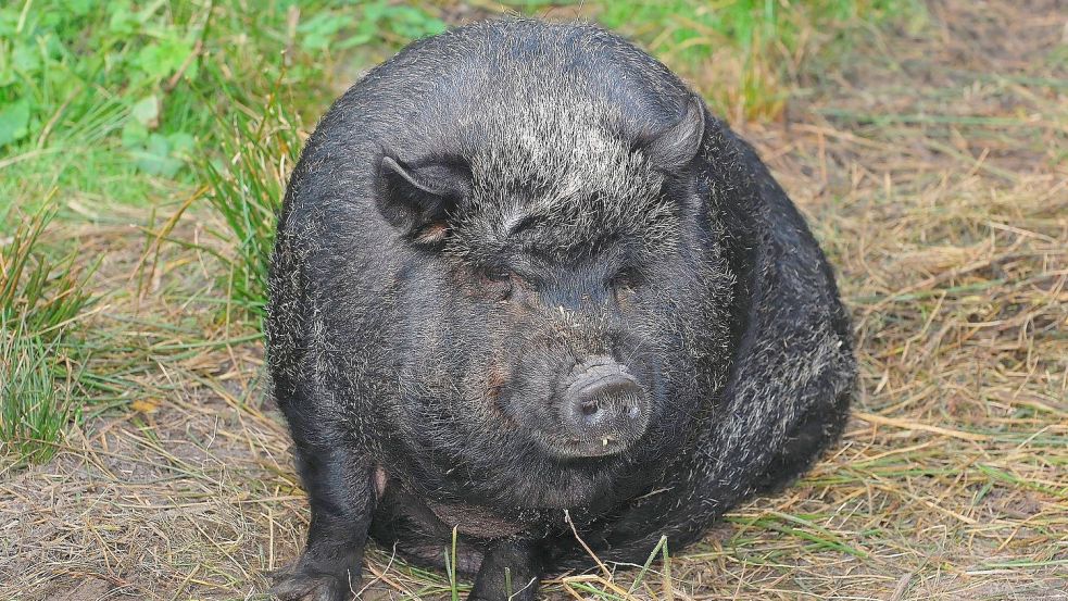 Ein schwarzes Hängebauchschwein – ähnlich wie auf diesem Symbolbild – ist in Wirdum unterwegs. Symbolfoto: Pixabay