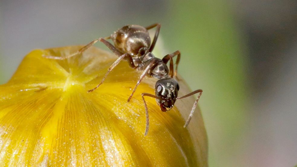 Einzeln sind sie noch ganz putzig, aber meist bringen Ameisen nach dem ersten Besuch ihre Schwestern mit. Foto: Wolfgang Böning