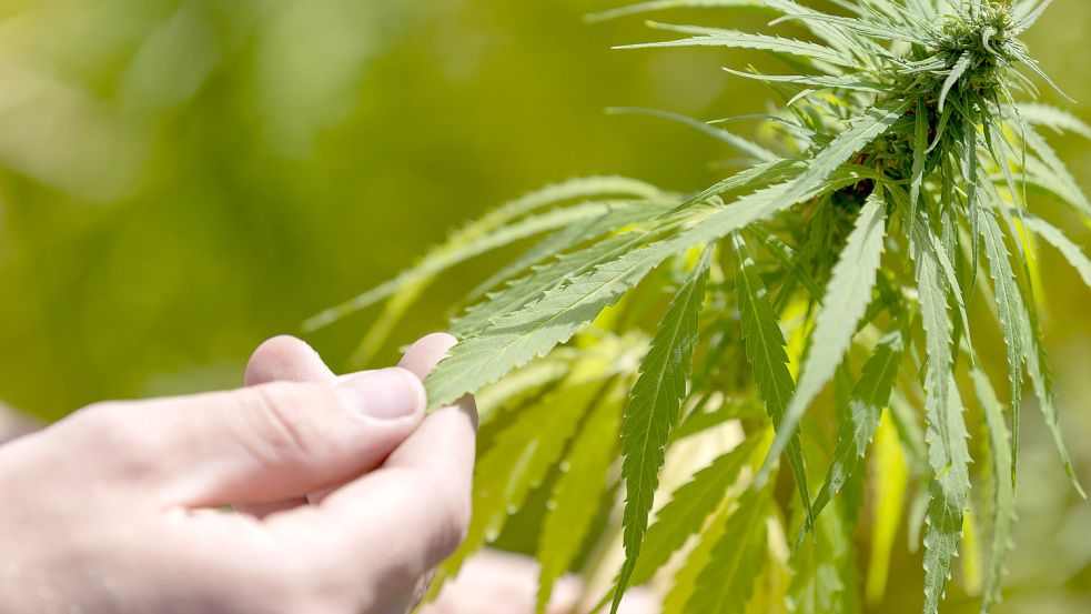 Nicht nur der Besitz von bis zu 25 Gramm Cannabis soll künftig erlaubt sein, sondern auch der Anbau von bis zu drei Pflanzen. Foto: Gentsch/DPA