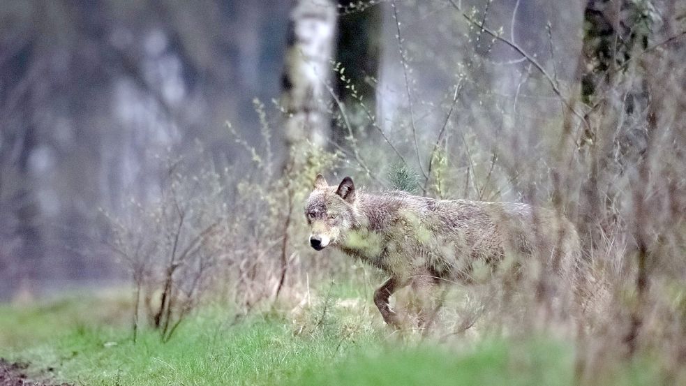 Sollte sich der Wolf auch dort niederlassen dürfen, wo er Deichschafe reißen kann? Symbolfoto: DPA