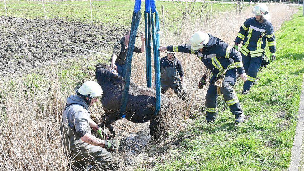 Die Feuerwehr war mit rund 15 Einsatzkräften vor Ort, um das Pferd aus dem Graben zu heben. Foto: Wagenaar