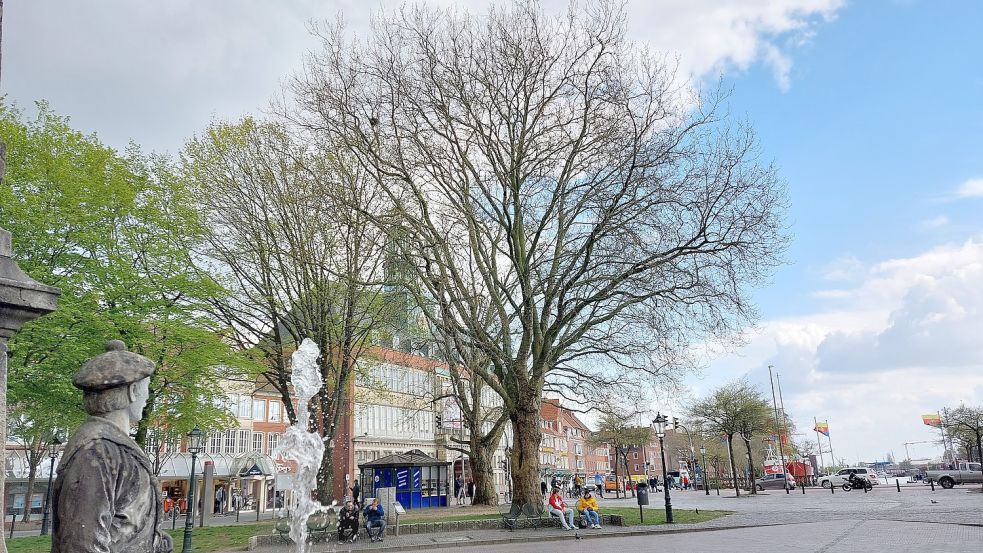 In Emden stehen rund 25.000 Bäume auf öffentlichen Grünflächen. Nicht alle sind für den Klimawandel und seine Folgen gewappnet. Foto: Hanssen