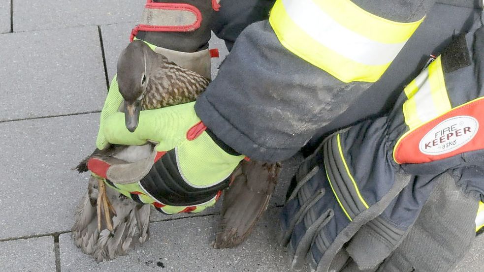 Die Ente in den sicheren Händen eines Feuerwehrmannes. Foto: Dahlmann