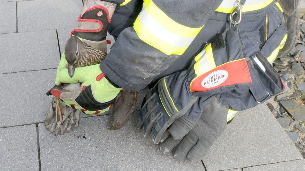 Diese Ente wurde am Sonntag in Loga aus einem Schornstein gerettet. Sie war wohl auf der Suche nach einem Nistplatz. Foto: Heinz Dahlmann