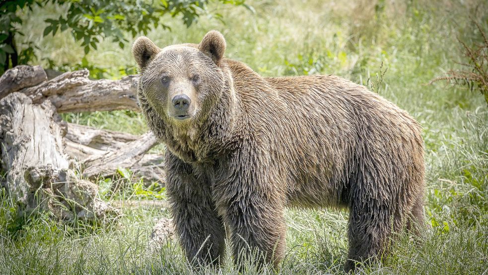Im Süden Bayerns treibt sich scheinbar ein Braunbär herum. Foto: imago images/VWPics