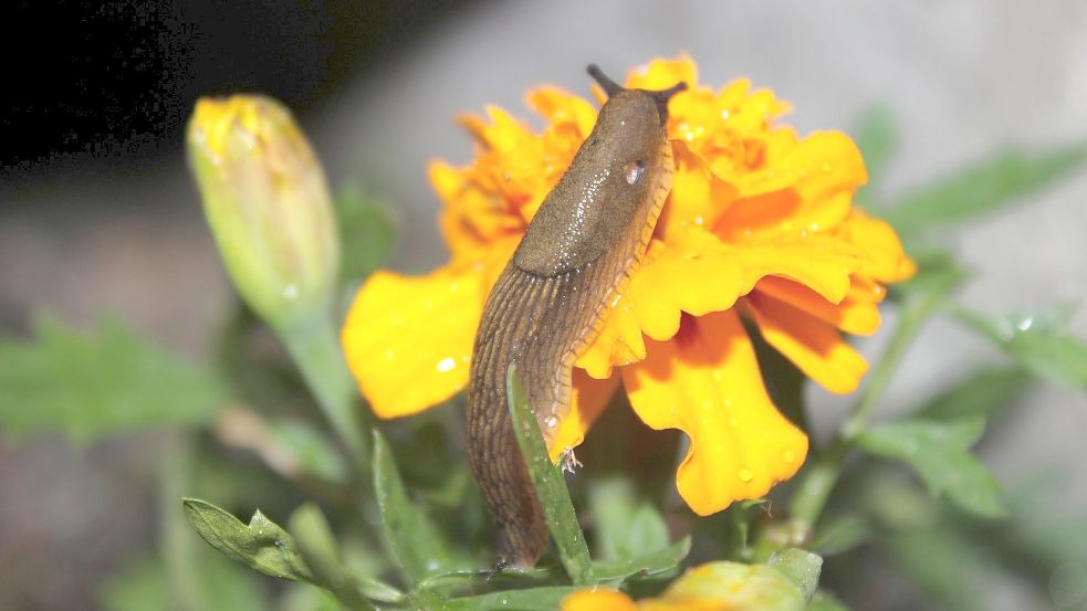 Mit Tagetes kann man die gefräßigen Wegschnecken von anderen Pflanzen weglocken. Foto: pixabay.com