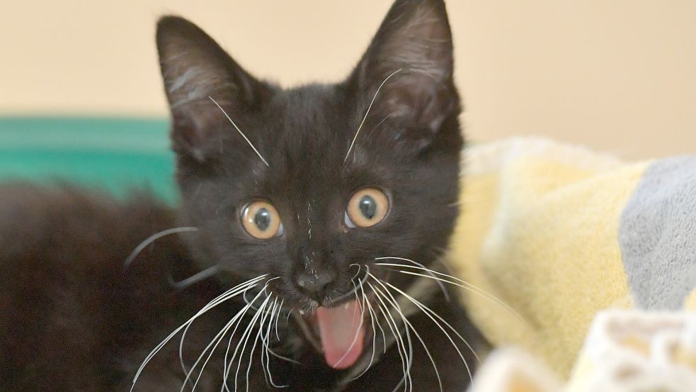 Viele Katzen und Hunde leben in Tierheimen. Foto: Ortgies/Archiv