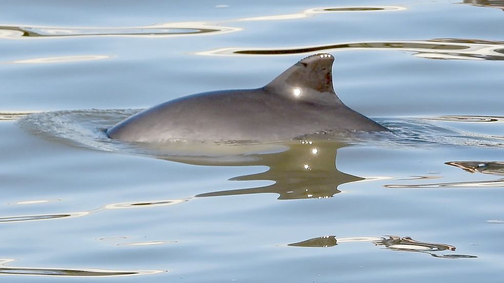 Vielmehr ist selten zu sehen vom Schweinswal. Er sieht dem Delfin zwar ähnlich, hat aber nichts von dessen Akrobatik. Foto: Jomay Media/ Wattenmeer Besucherzentrum