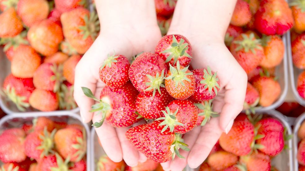 Die Erdbeer-Saison in Deutschland hat noch nicht begonnen, im Supermarkt gibt es die süßen Früchte dennoch bereits seit Monaten. Doch Vorsicht: Gesund sind viele von ihnen nicht, sagt Ökötest. Foto: dpa/Sebastian Kahnert