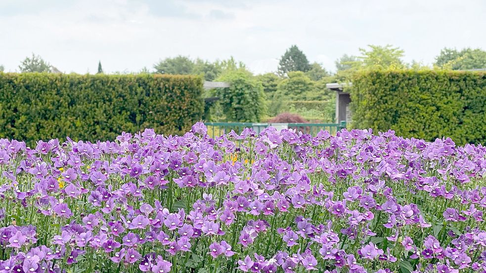 Der Elfenspiegel ist eine dankbare Beet- und Balkonpflanze mit lila Blüten. Foto: WVG Nord e.V.