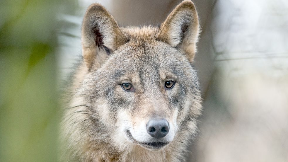 Die Streit um den Wolf geht weiter. Foto: DPA/Bernd Thissen