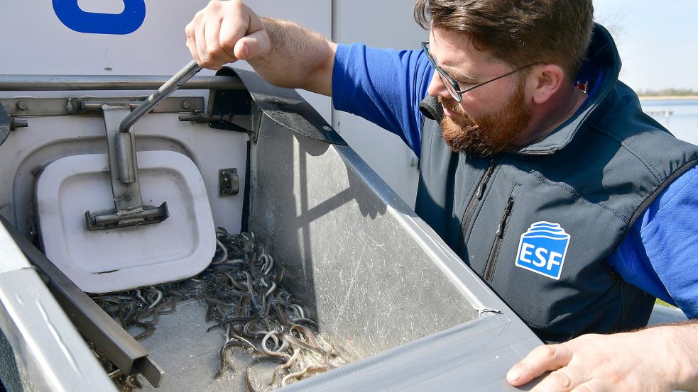 Matthias Litmeyer von der Albe Fischfarm aus Haren (Emsland) lässt die Jung-Aale aus einem Transport-Behältnis in eine Wanne rutschen. Fotos: Wagenaar