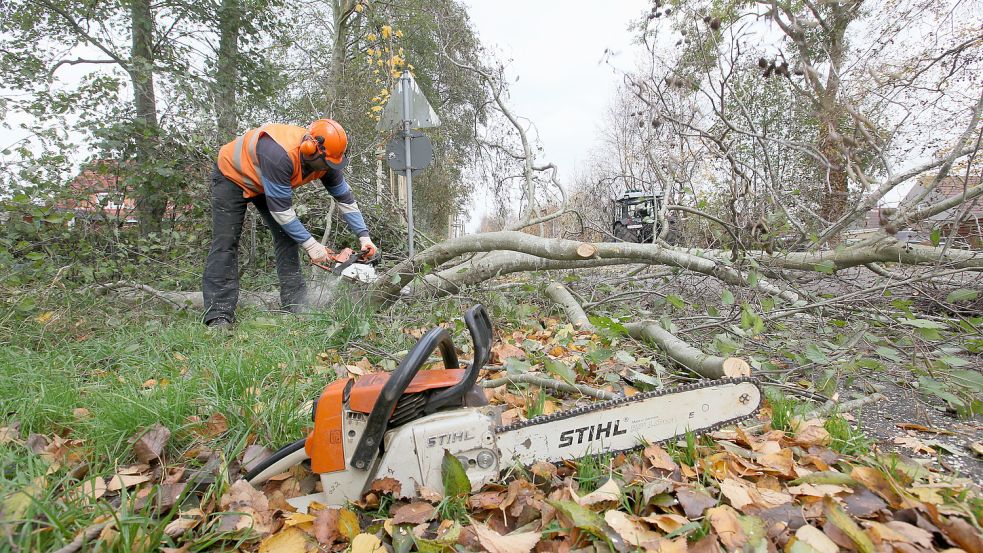 Eben schnell die Kettensäge anschmeißen und weg mit dem Baum? In Emden könnte eine neue Baumschutz-Satzung das in deutlich mehr Fällen verhindern - auch auf Privatgrund. Foto: Ortgies/Archiv
