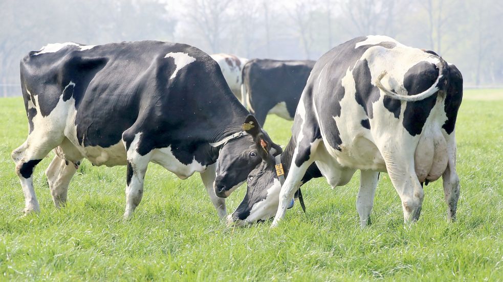 Auf der Weide müssen einige Kühe erst einmal die Rangfolge klären. Doch die Kämpfe sind kurz, zu verlockend ist das frische Grün. Foto: Böning