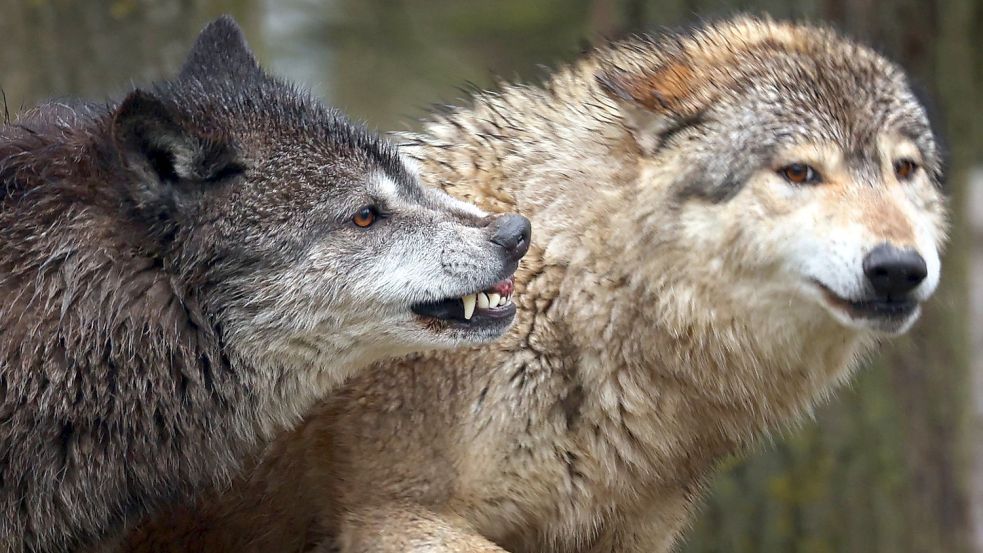 Die Angst vor dem Wolf geht in Ostfriesland um. Foto: Hildenbrand/dpa