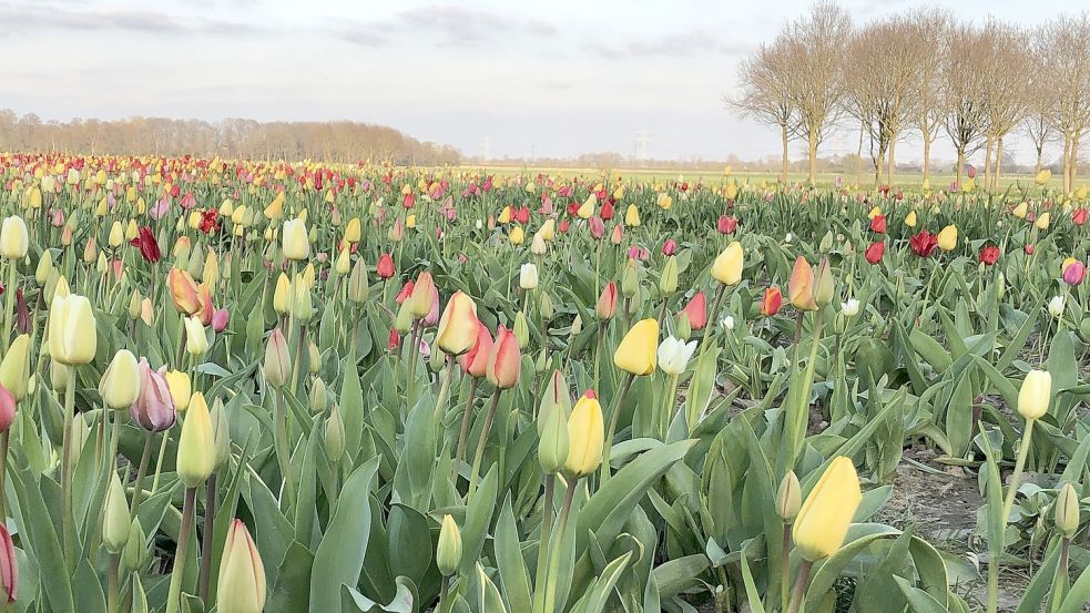 Ein schönes Bild bietet noch das Tulpenfeld an der Papenburger Straße in Leer. Foto: Mielcarek