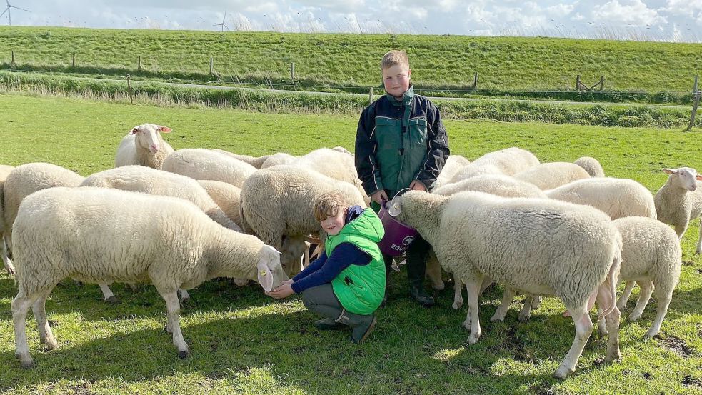 Auch der zehnjährige Menke (rechts) und sein drei Jahre jüngerer Bruder Hajo, die Söhne von Landwirt Jan Beckmann-Ihnen, sind traurig über den Verlust eines Mutterschafes aus ihrer Herde. Foto: Privat