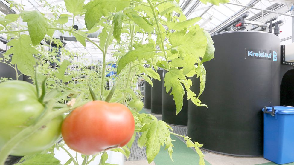 Die Tomaten wachsen in Berlin neben den Fischbassins. Foto: Pilick/dpa