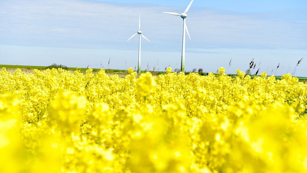 Ein Rapsfeld in Pilsum: Im Hintergrund ist der Deich und der beliebte Pilsumer Leuchtturm zu sehen. Foto: Wagenaar